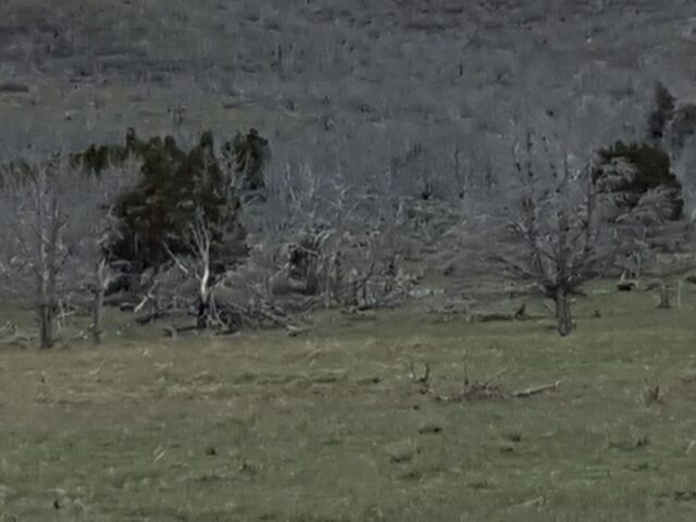 Lone Survivors