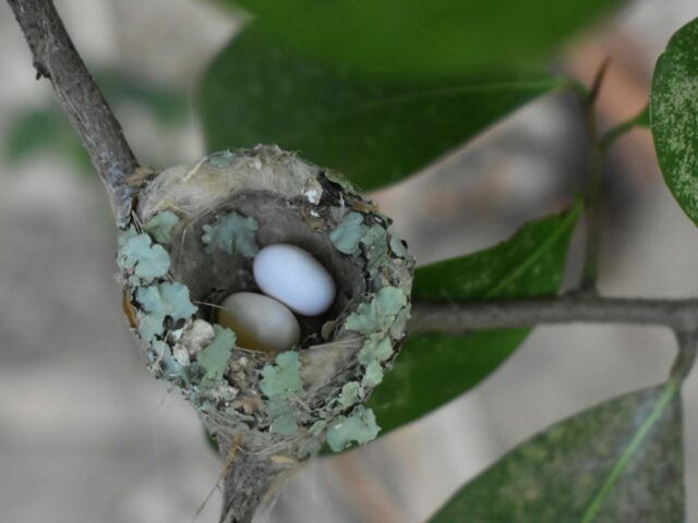 Remember Life is Fragile